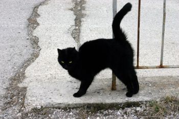 černá kočka protažení